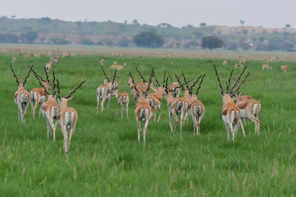 Tal Chhapar Sanctuary
